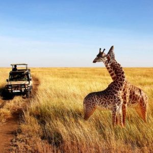 Tanzania’s Big Five Safari Tanzania’s Big Five Safari