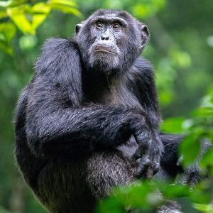 Gorilla & Chimpanzee Trekking Gorilla & Chimpanzee Trekking