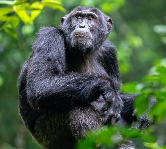 Gorilla & Chimpanzee Trekking