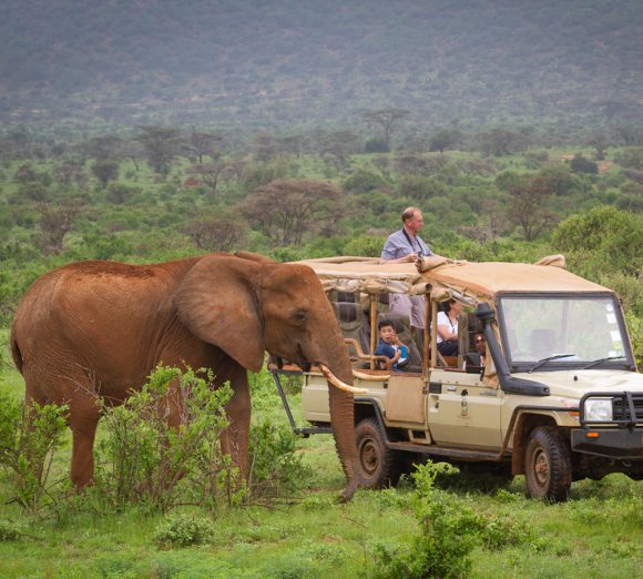 Wildlife Viewing & Photography