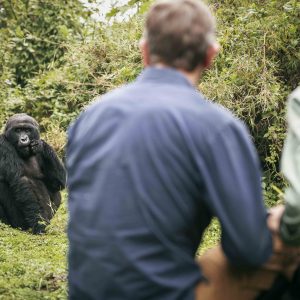 Gorilla Trekking Adventure in Uganda and Rwanda Gorilla Trekking Adventure in Uganda and Rwanda