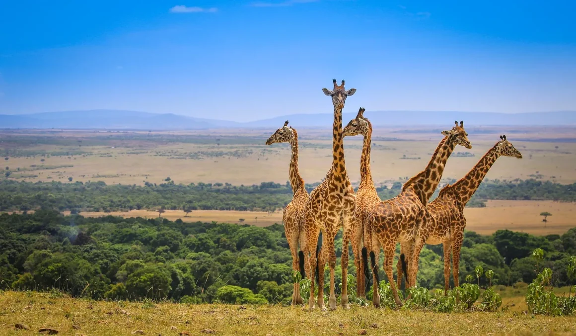 Experience the Best of Kenya with Fever Luxury Travel