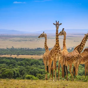 Experience the Best of Kenya with Fever Luxury Travel Experience the Best of Kenya with Fever Luxury Travel