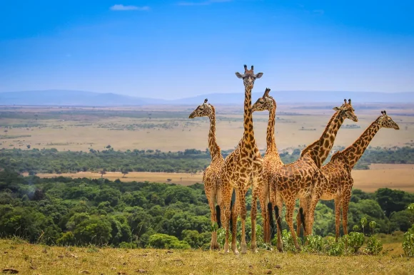 Experience the Best of Kenya with Fever Luxury Travel